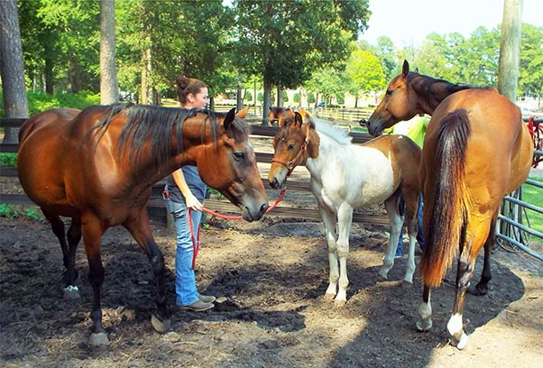 Students caring for horses in equine program